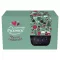 Pickwick tea válogatás 65 g + egyedi Pickwick félporcelán szedres bögre