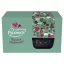 Pickwick tea válogatás 65 g + egyedi Pickwick félporcelán szedres bögre