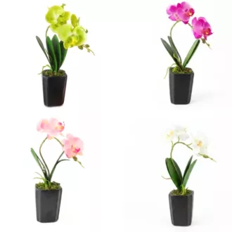 Művirág cserepes gumi orchidea