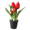 Művirág cserepes gumi tulipán - piros