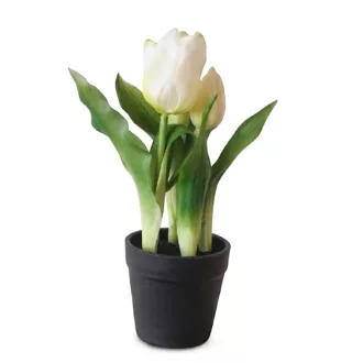 Művirág cserepes gumi tulipán - fehér