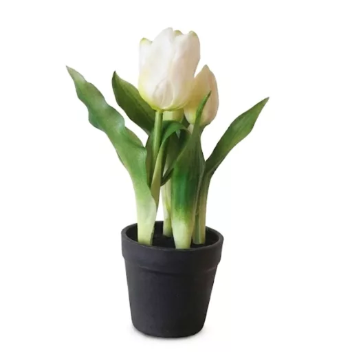Művirág cserepes gumi tulipán - fehér