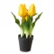Művirág cserepes gumi tulipán - citromsárga