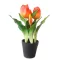 Művirág cserepes gumi tulipán - narancssárga