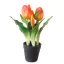 Művirág cserepes gumi tulipán - narancssárga