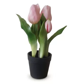 Művirág cserepes gumi tulipán - rózsaszín
