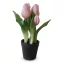 Művirág cserepes gumi tulipán - rózsaszín