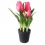 Művirág cserepes gumi tulipán - pink