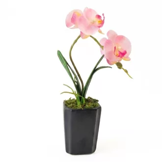 Művirág cserepes gumi orchidea - rózsaszín