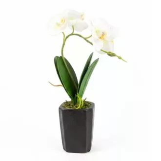 Művirág cserepes gumi orchidea - fehér