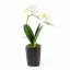 Művirág cserepes gumi orchidea - fehér