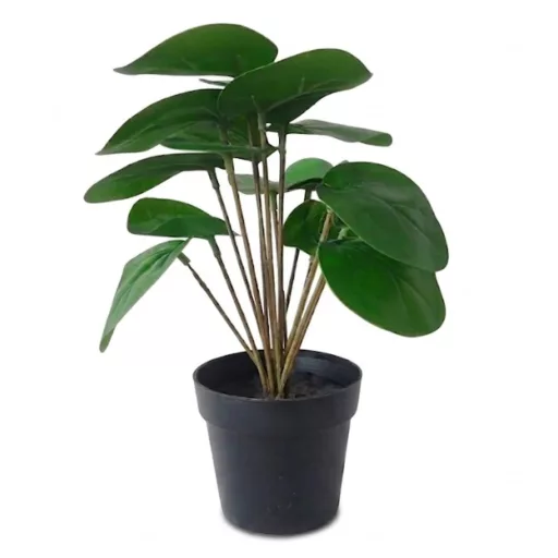 Műnövény cserepes Pilea jellegű