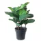 Műnövény cserepes Ficus elastica jellegű