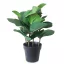 Műnövény cserepes Ficus elastica jellegű