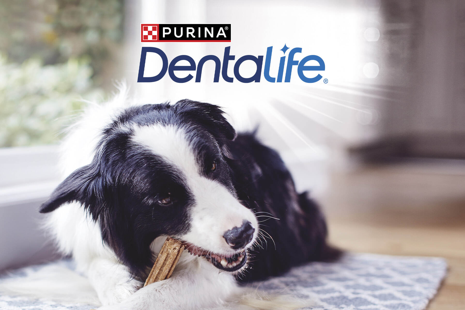 FEDEZZE FEL KUTYÁJÁVAL A TERMÉSZETES FOGTISZTÍTÁS EREJÉT!