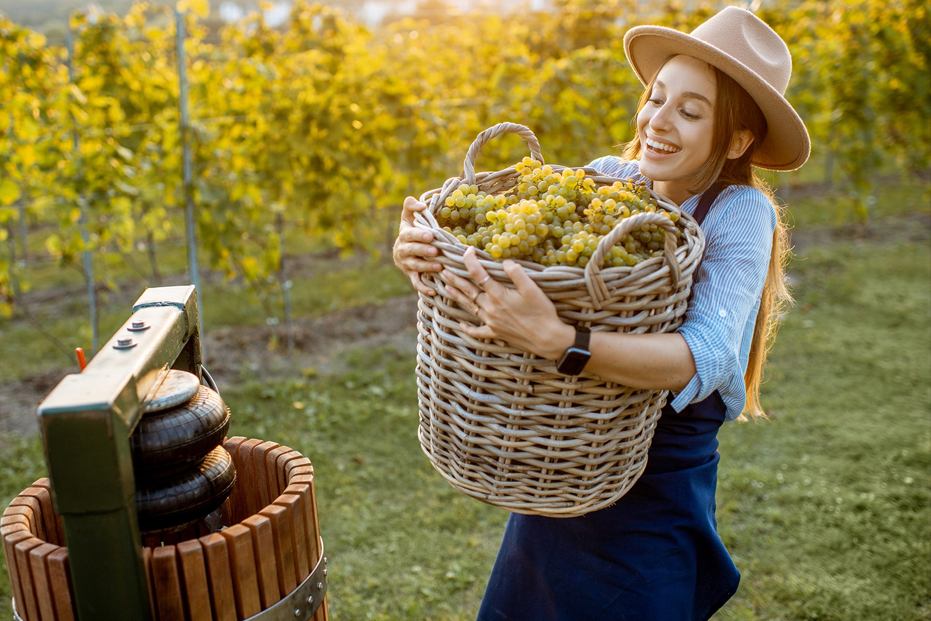 Szőlő minden mennyiségben