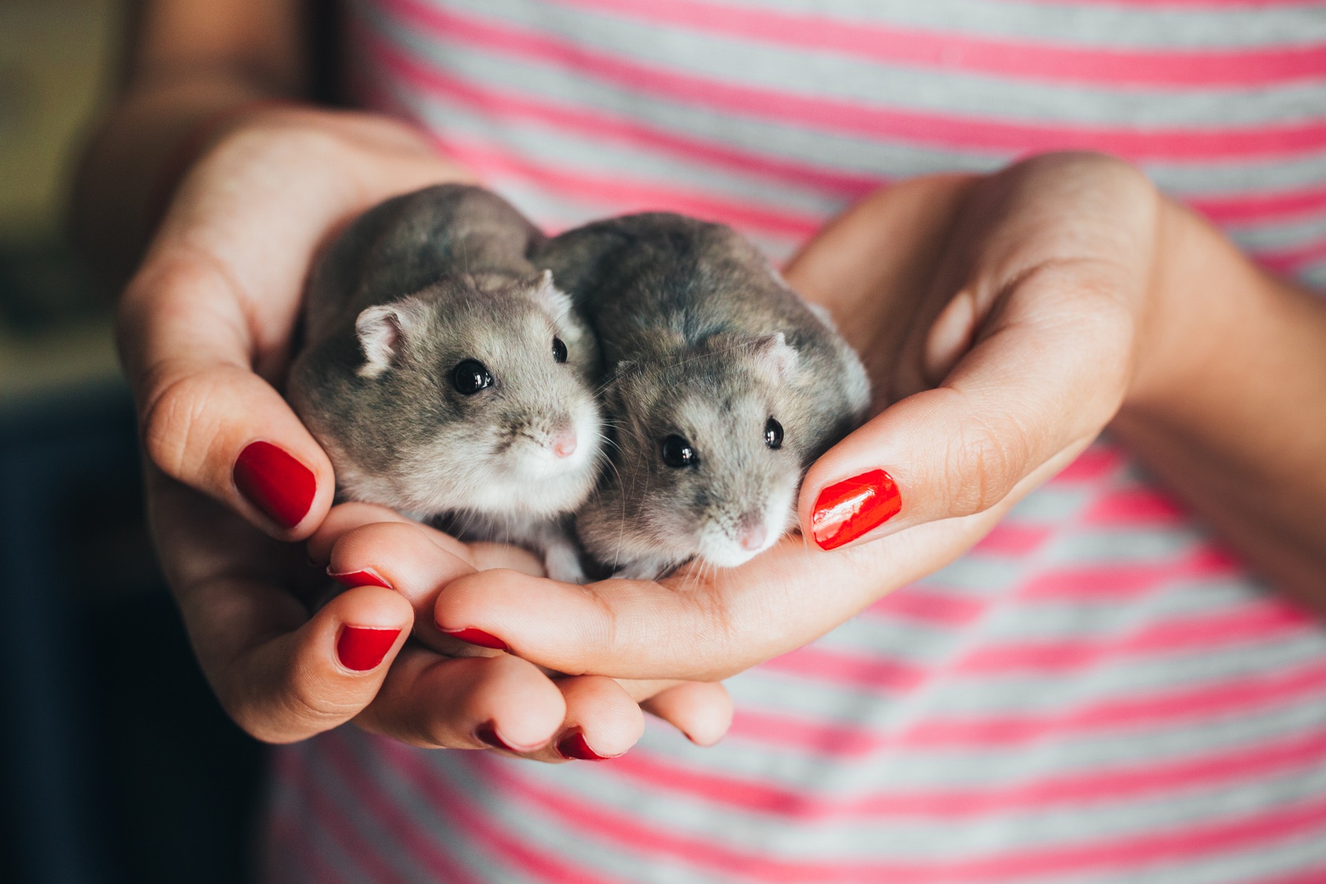 Kisállatok a lakásban. Hörcsög vagy akvárium?