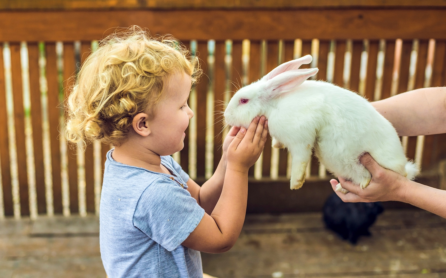 Irány az állatsimogató!
