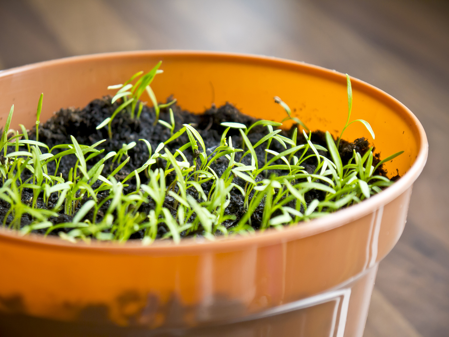 Ültessünk Luca-búzát!