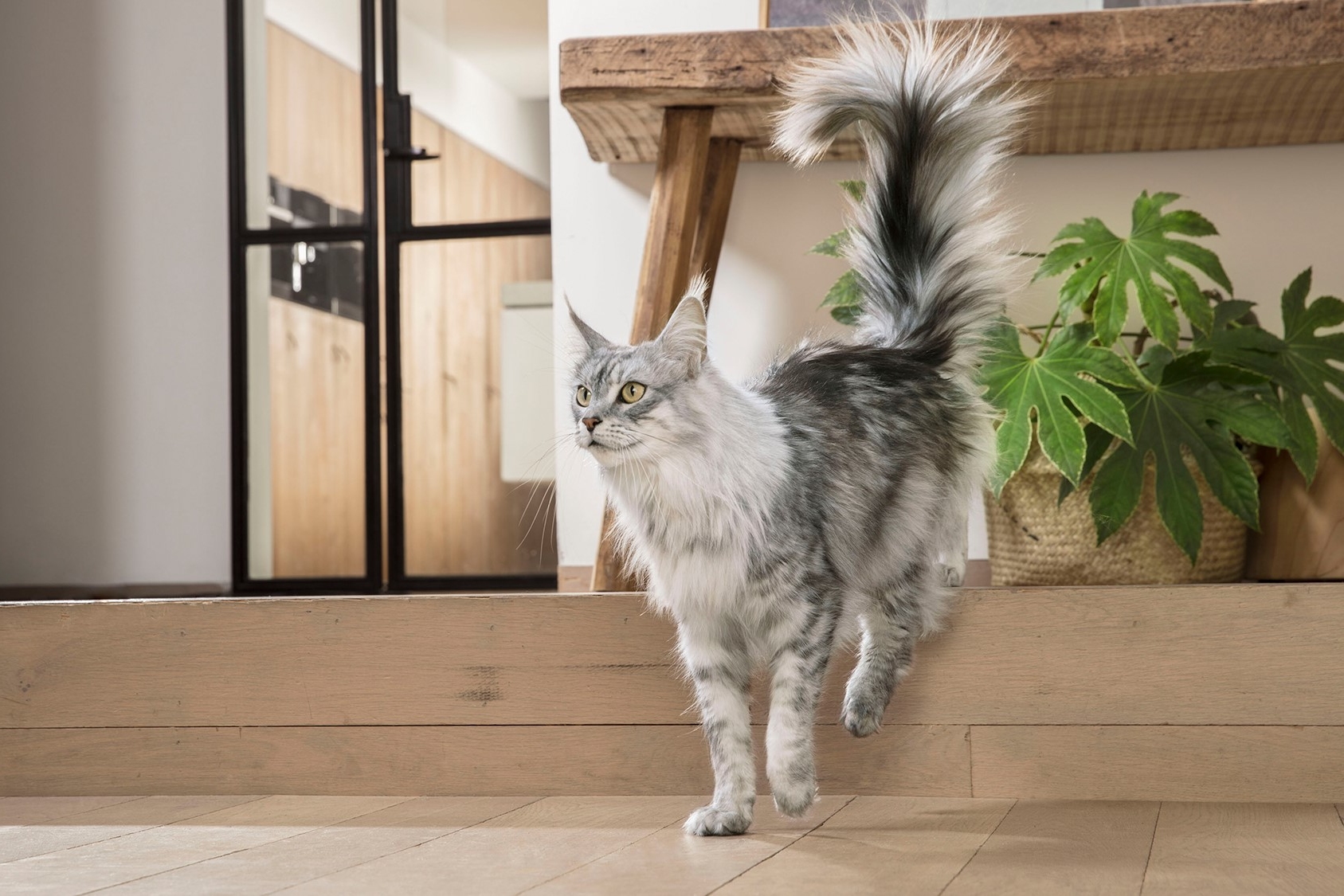 Hogyan válasszunk környezettudatos macskaeledelt?