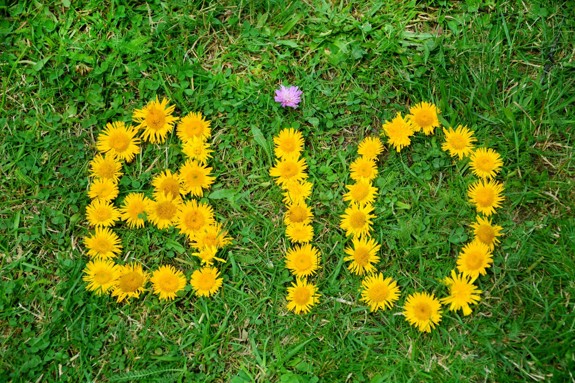 A bio jelentése és a bio élelmiszerek jellemzői