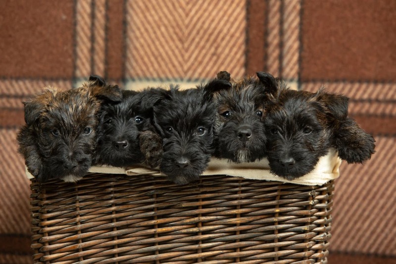 Skót terrier
